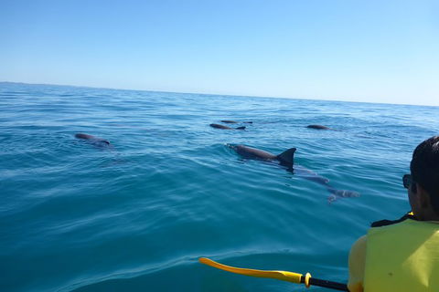Kayak With Dolphins And 4WD Great Beach Drive Day Trip From Noosa - Hervey Bay Accommodation 14
