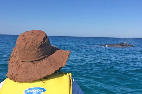 Kayak With Dolphins And 4WD Great Beach Drive Day Trip From Noosa - Hervey Bay Accommodation 2