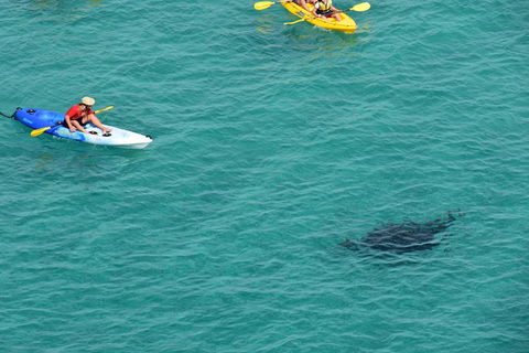 Kayak With Dolphins And 4WD Great Beach Drive Day Trip From Noosa - Hervey Bay Accommodation 18