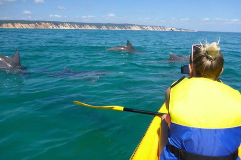 Kayak With Dolphins And 4WD Great Beach Drive Day Trip From Noosa - Hervey Bay Accommodation 0