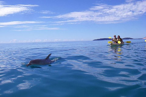 Kayak With Dolphins And 4WD Great Beach Drive Day Trip From Noosa - Hervey Bay Accommodation 7