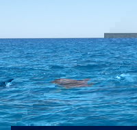 Noosa Wild Dolphin Safari - Hervey Bay Accommodation