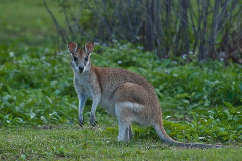 Cairns 4WD Waterfall And Rainforest Tour Including Kuranda Scenic Railway - Hervey Bay Accommodation 7
