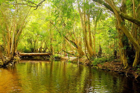 Cairns 4WD Waterfall And Rainforest Tour Including Kuranda Scenic Railway - Hervey Bay Accommodation 9