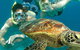 8-Day Cairns Tour: Great Barrier Reef, Kuranda, Daintree Rainforest - thumb 2