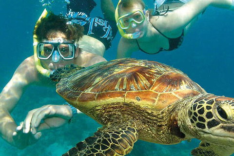 8-Day Cairns Tour: Great Barrier Reef, Kuranda, Daintree Rainforest - Tourism Hervey Bay 2