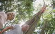 Sunshine Coast Hinterland Rainforest, Views And Montville Day Tour Inc. Lunch - thumb 2