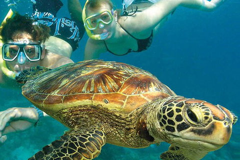 4-Day Cairns With Great Barrier Reef And Daintree Rainforest - Tourism Hervey Bay 4