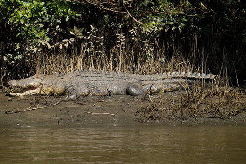 4-Day Cairns With Great Barrier Reef And Daintree Rainforest - Tourism Hervey Bay 6