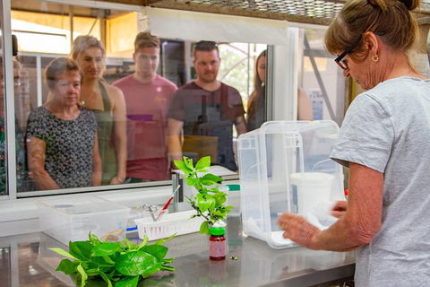 Australian Butterfly Sanctuary - Hervey Bay Accommodation 6
