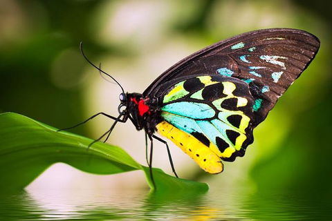 Australian Butterfly Sanctuary - Hervey Bay Accommodation 0