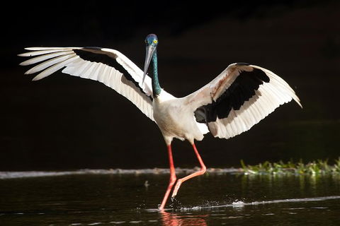 Daintree River - Private Photography Cruise - Hervey Bay Accommodation 0