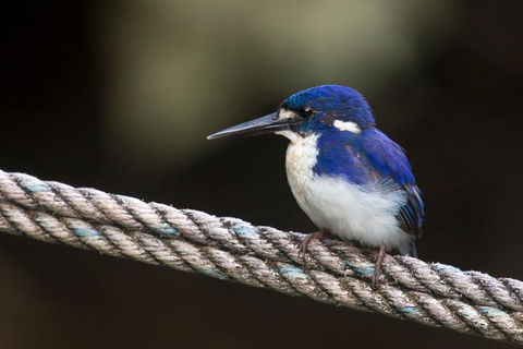 Daintree River - Private Photography Cruise - Hervey Bay Accommodation 1
