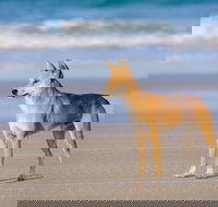 Fraser Island 4WD Tour from Rainbow Beach - Hervey Bay Accommodation