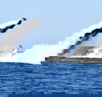 Noosa Whale Watching - Hervey Bay Accommodation