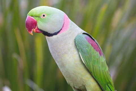 Maleny Botanic Gardens Bird Aviary Experience Ticket - Hervey Bay Accommodation 2