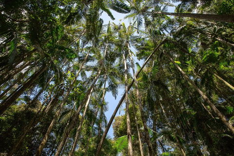 Full-Day Guided Hinterland Adventure Tour In Queensland - Hervey Bay Accommodation 3