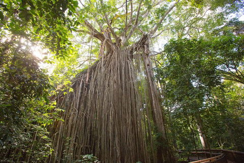Cairns Adventure Package- 4 Tours In 3 Days! - Hervey Bay Accommodation 2