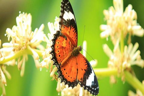 Kuranda Day Tour + HotAir Balloon Combo - Tourism Hervey Bay 7