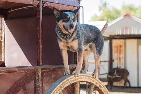 Cobb And Co Stagecoach Experience - Hervey Bay Accommodation 3