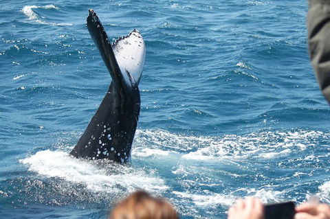 Half-Day Whale Watching In Urangan - Tourism Hervey Bay 2
