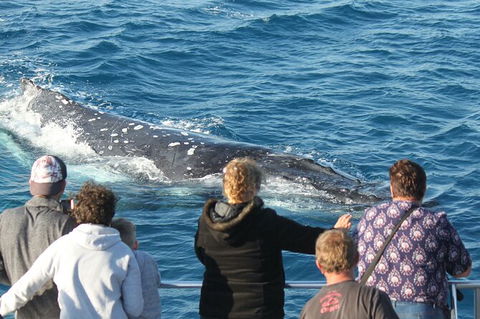 Half-Day Whale Watching In Urangan - Tourism Hervey Bay 5
