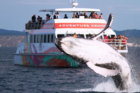 Half-Day Whale Watching In Urangan - Tourism Hervey Bay 0