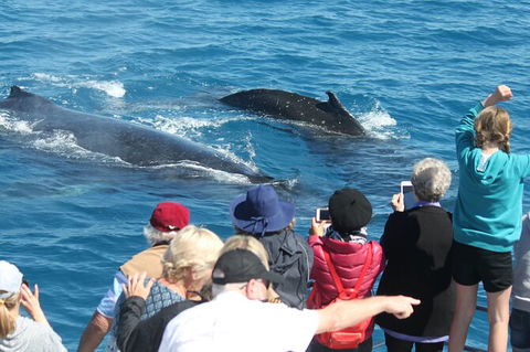 Half-Day Whale Watching In Urangan - Tourism Hervey Bay 4