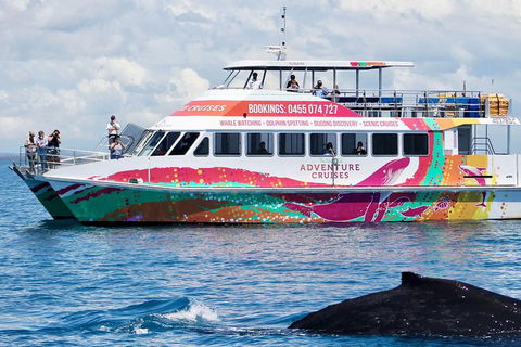 Half-Day Whale Watching In Urangan - Tourism Hervey Bay 1