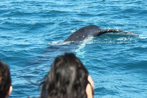 Half-Day Whale Watching In Urangan - Tourism Hervey Bay 7