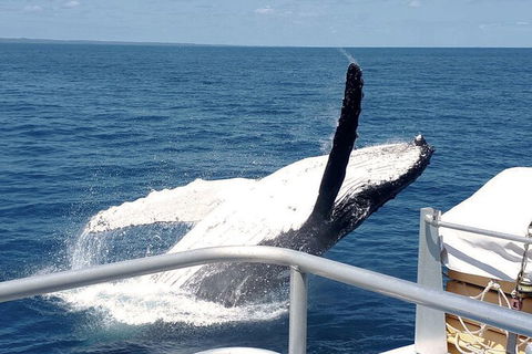 Half-Day Whale Watching In Urangan - Tourism Hervey Bay 3