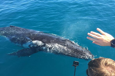 Half-Day Whale Watching In Urangan - Tourism Hervey Bay 6