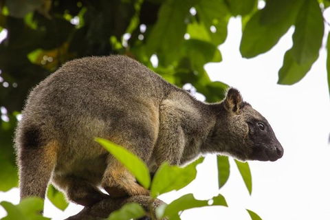 Cairns & Port Douglas All-Inclusive 7 Days Touring Package - Hervey Bay Accommodation 8