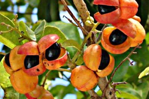 Wang\'ari Dreaming Bush Tucker Tour - Hervey Bay Accommodation 9