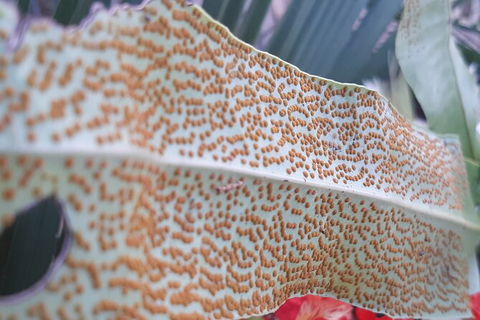 Wang\'ari Dreaming Bush Tucker Tour - Hervey Bay Accommodation 5