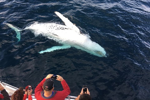 PRIVATE Whale Watching Tour - Up To 11 People In Your Group - Hervey Bay Accommodation 1