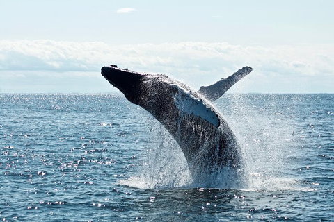 PRIVATE Whale Watching Tour - Up To 11 People In Your Group - Hervey Bay Accommodation 0
