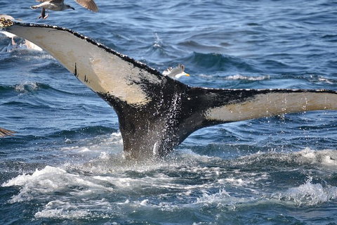 PRIVATE Whale Watching Tour - Up To 11 People In Your Group - Hervey Bay Accommodation 2