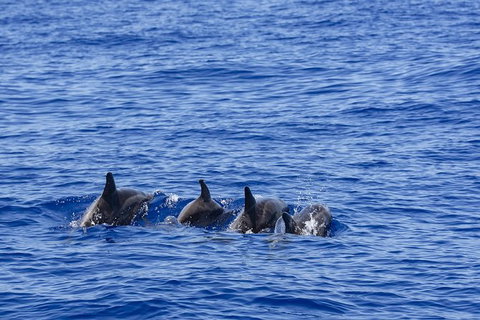 PRIVATE Whale Watching Tour - Up To 11 People In Your Group - Hervey Bay Accommodation 3