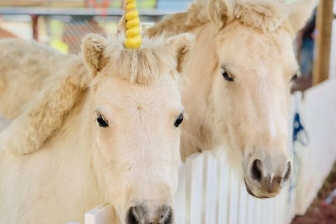 Horse And ATV Riding With A Visit To A Petting Zoo From Cairns - Hervey Bay Accommodation 4