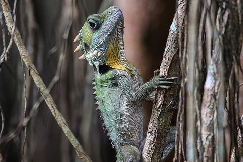 Mossman Gorge Adventure Day - Tourism Hervey Bay 3