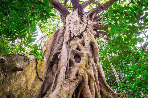 Mossman Gorge Adventure Day - Tourism Hervey Bay 5