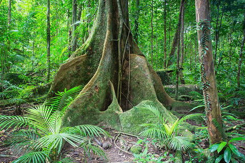 Mossman Gorge Adventure Day - Tourism Hervey Bay 1