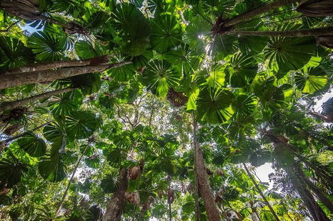 5 Day Australia Retreat: Queensland Daintree - Tourism Hervey Bay 4