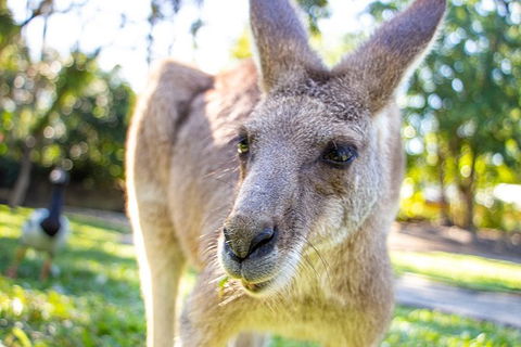 Virtual Interactive Australian Wildlife Tour With Private Guide-Wildlife Habitat - Hervey Bay Accommodation 6