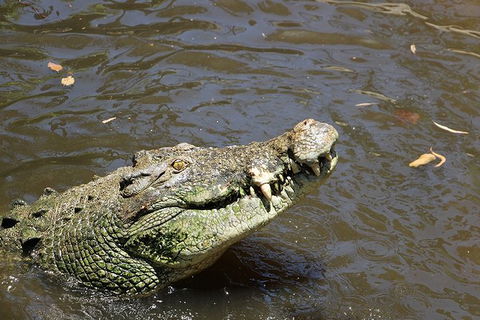 Virtual Interactive Australian Wildlife Tour With Private Guide-Wildlife Habitat - Hervey Bay Accommodation 2