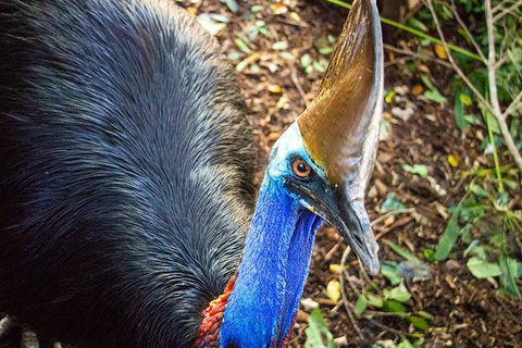 Virtual Interactive Australian Wildlife Tour With Private Guide-Wildlife Habitat - Hervey Bay Accommodation 5