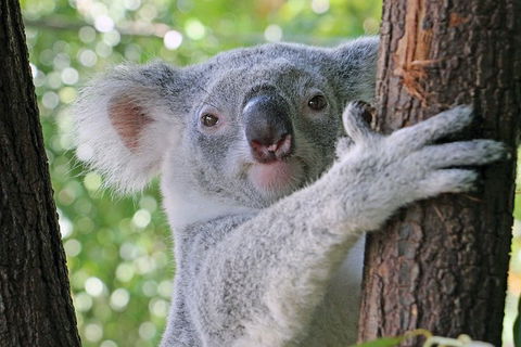 Virtual Interactive Australian Wildlife Tour With Private Guide-Wildlife Habitat - Hervey Bay Accommodation 0