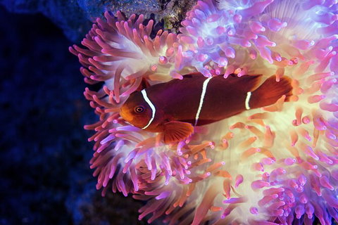 Cairns Aquarium By Twilight With 3 Course Dinner - Tourism Hervey Bay 6