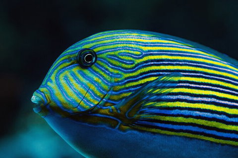 Cairns Aquarium By Twilight With 3 Course Dinner - Tourism Hervey Bay 4